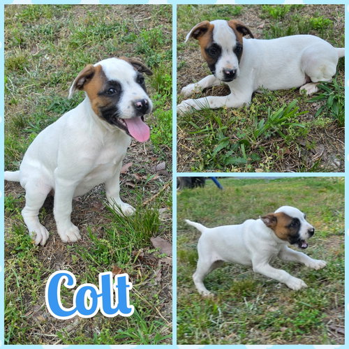 Colt, an adoptable Boxer in Blacksburg, SC