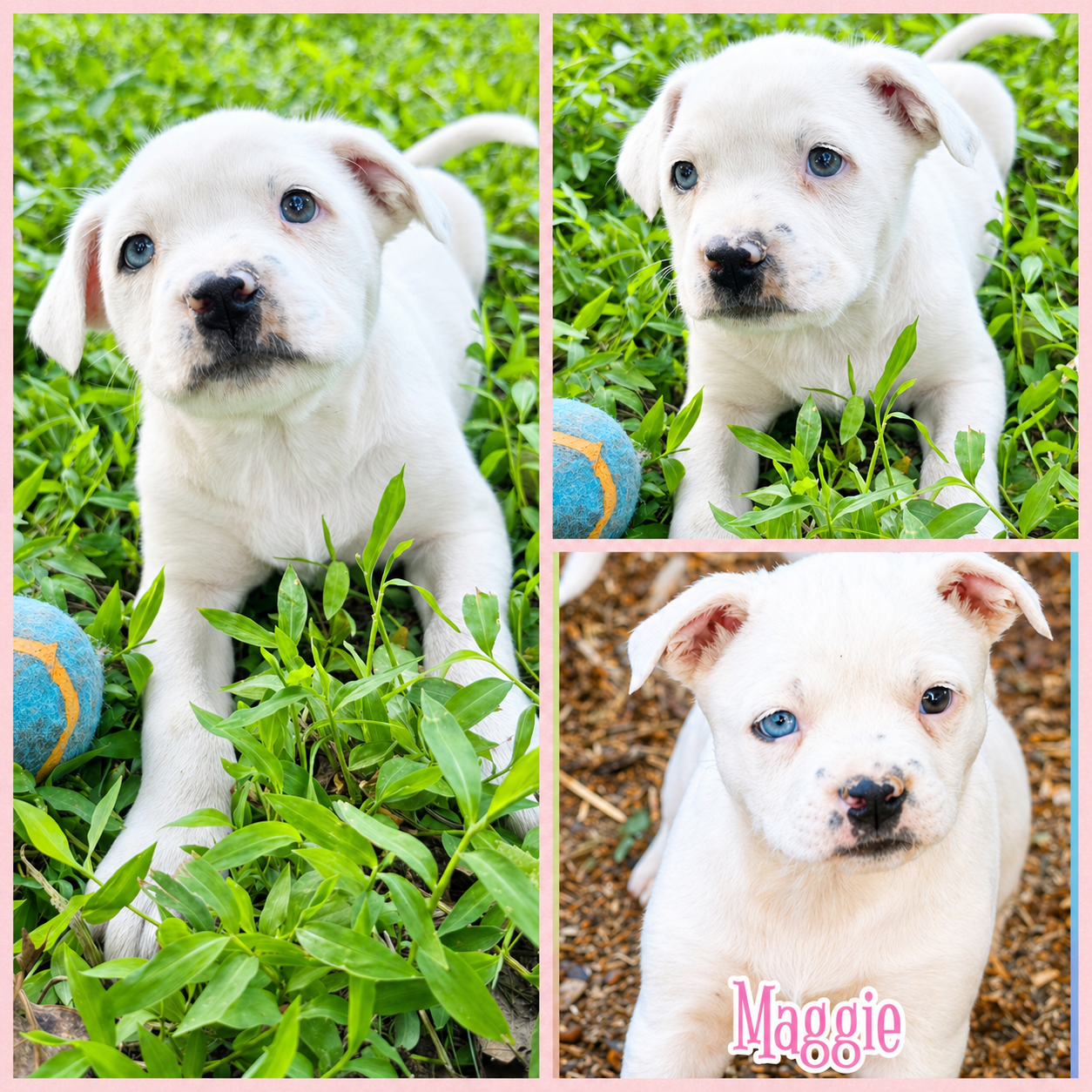 Maggie