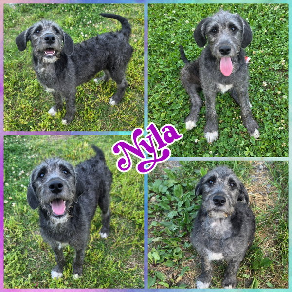 Nyla