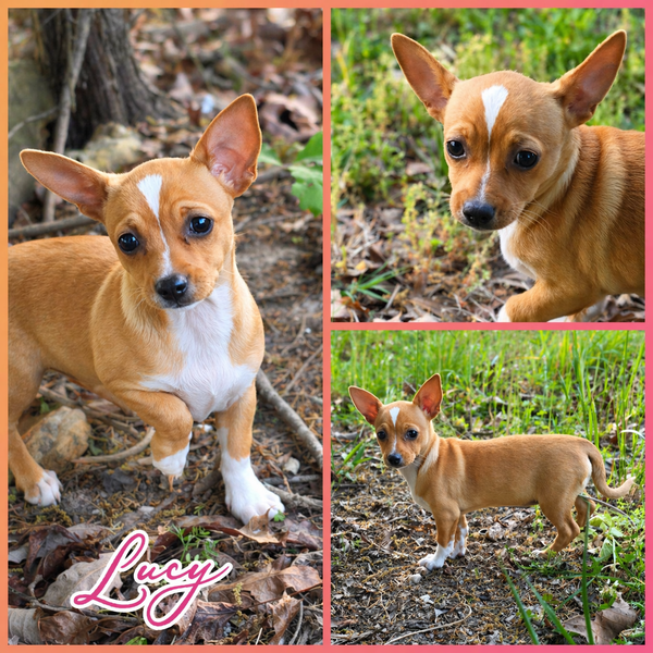 Lucy