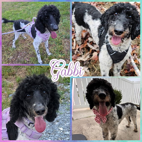 Gabbi, an adoptable Poodle in Blacksburg, SC