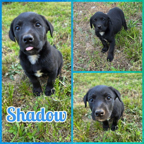 Shadow, an adoptable Labrador Retriever in Blacksburg, SC