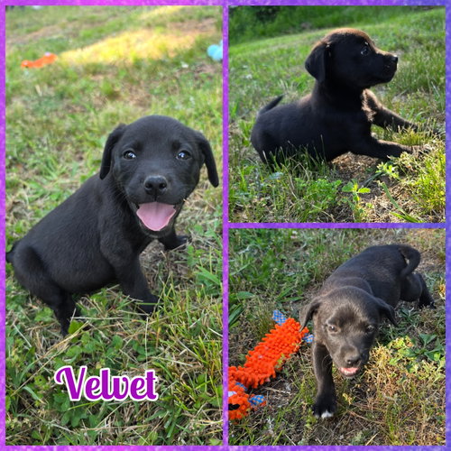 Velvet, an adoptable Labrador Retriever in Blacksburg, SC