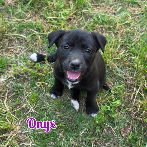 Onyx, an adoptable Labrador Retriever in Blacksburg, SC