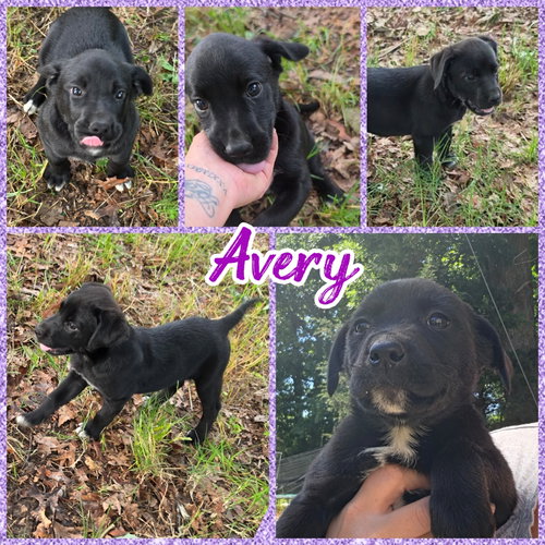 Avery