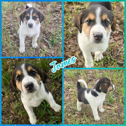 James, an adoptable Beagle in Blacksburg, SC