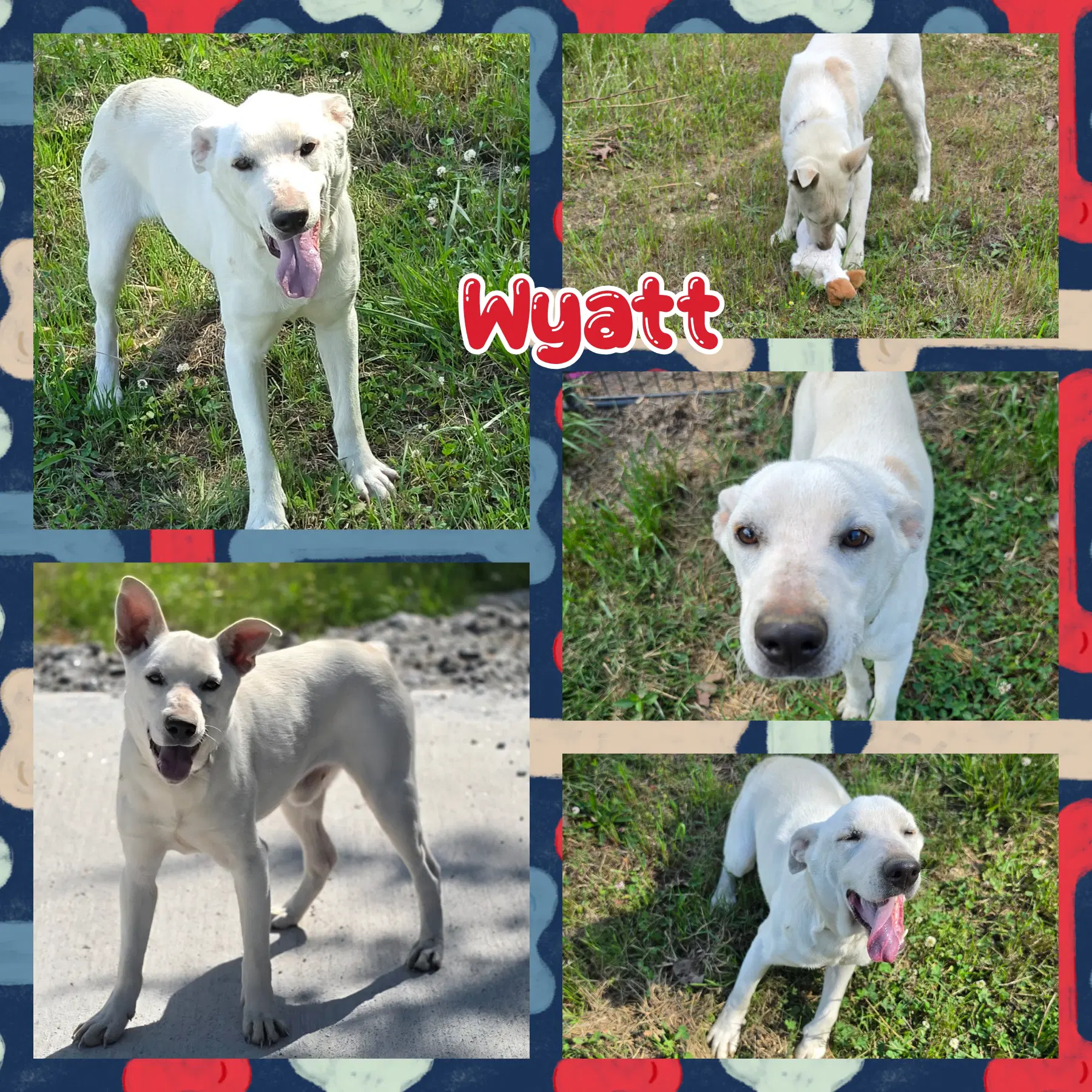 Wyatt - Cattle Dog