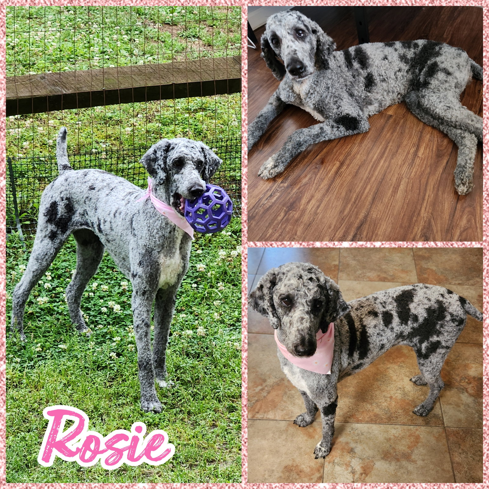 Rosie