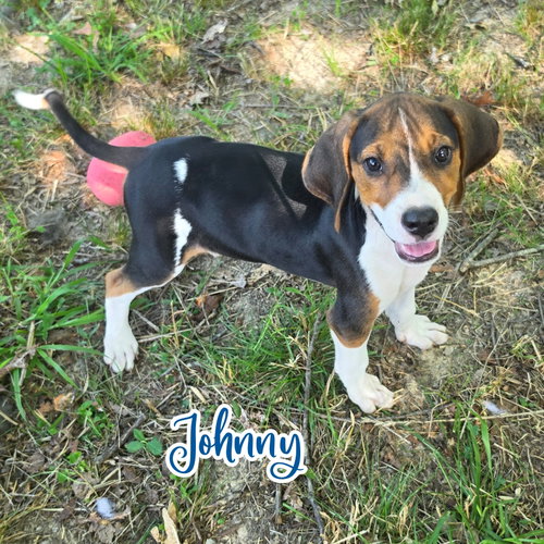 Johnny, an adoptable Treeing Walker Coonhound in Blacksburg, SC