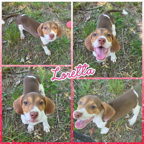 Loretta, an adoptable Treeing Walker Coonhound in Blacksburg, SC