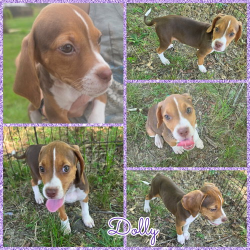 Dolly