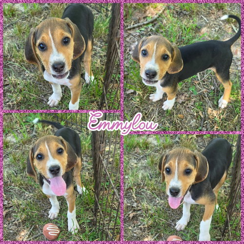 Emmylou