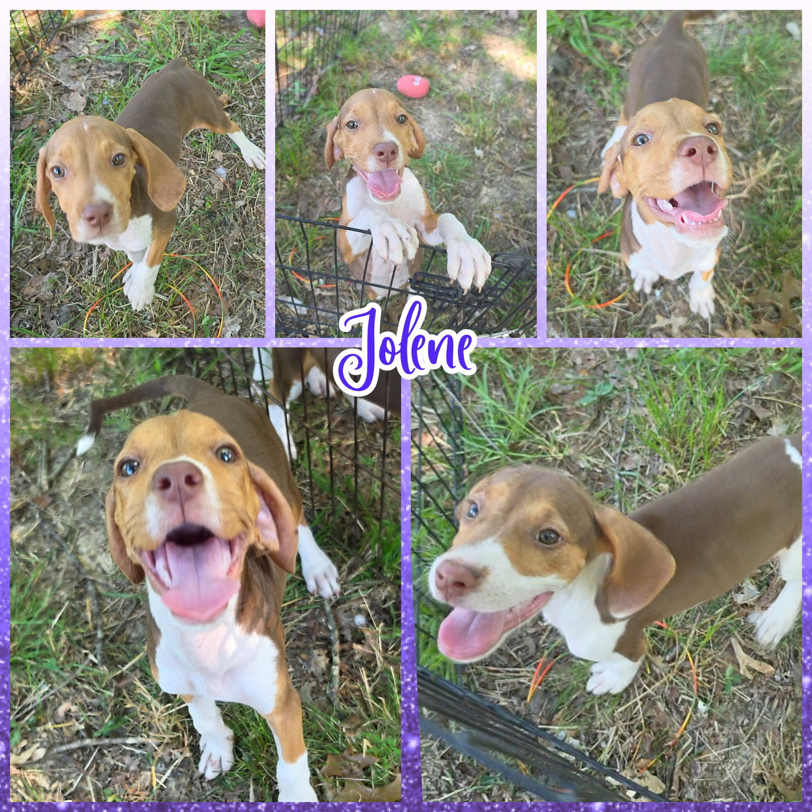Jolene