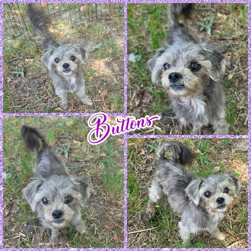 Buttons, an adoptable Shih Tzu in Blacksburg, SC