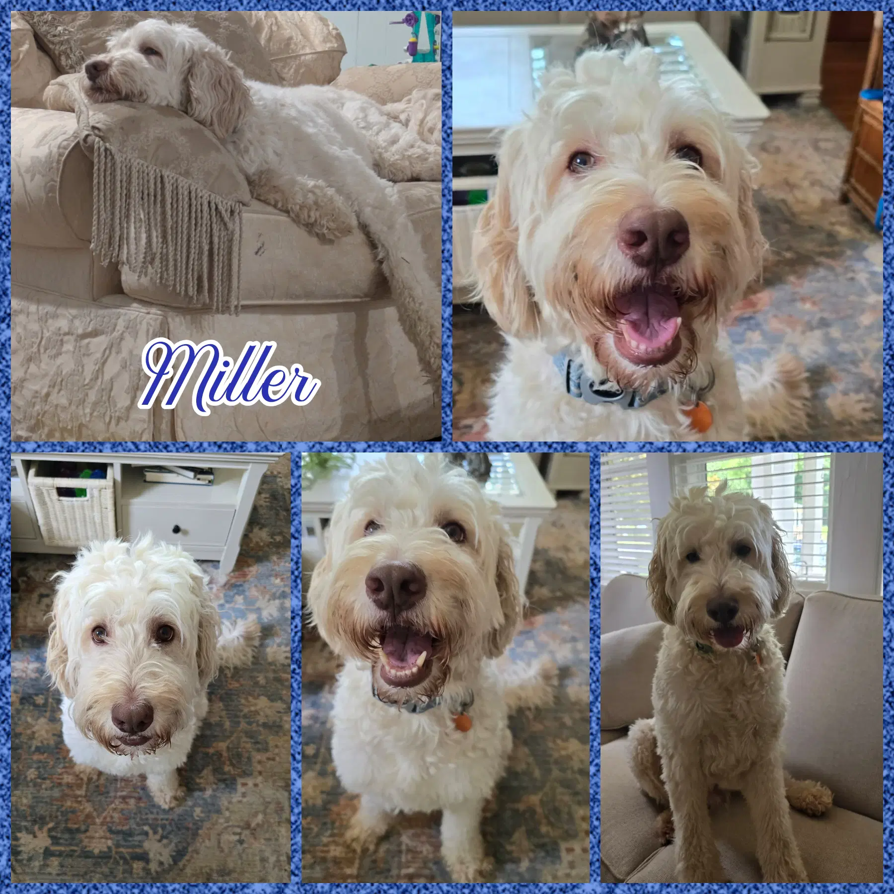 Miller - goldendoodle