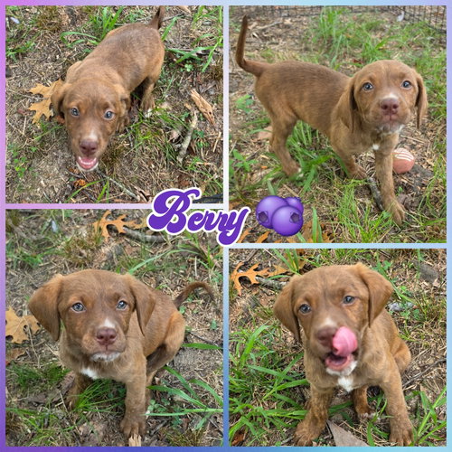 Berry