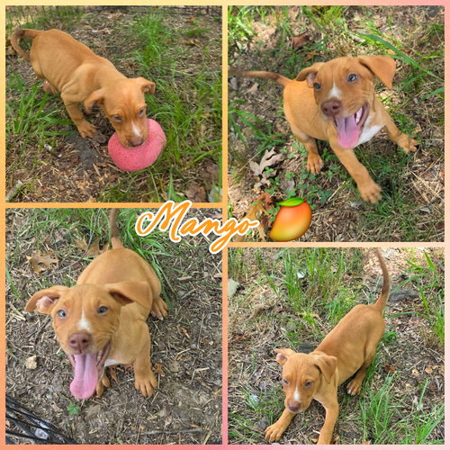 Mango