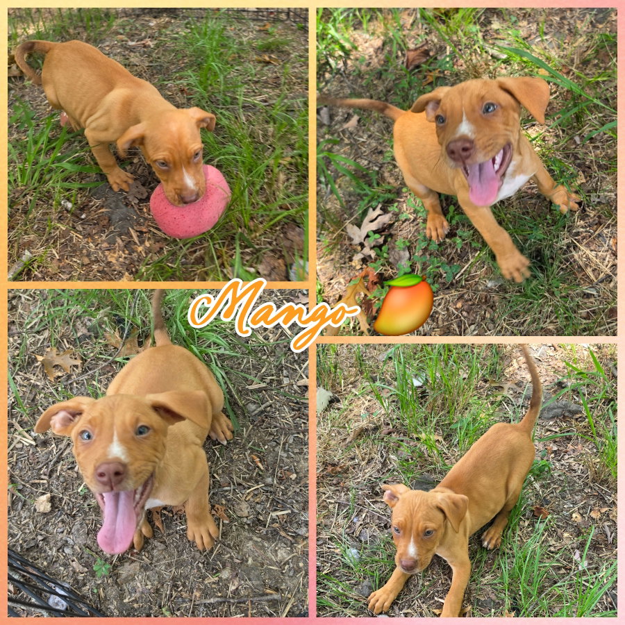 Mango