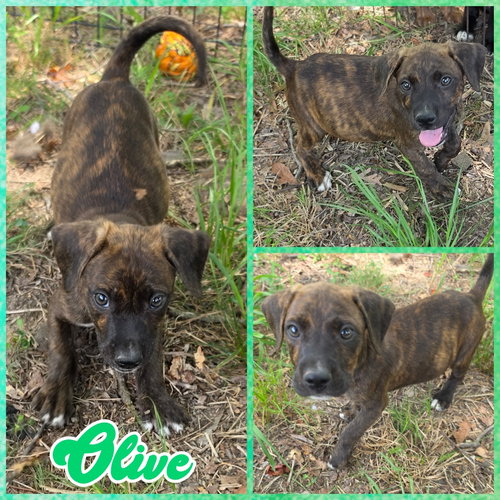Olive