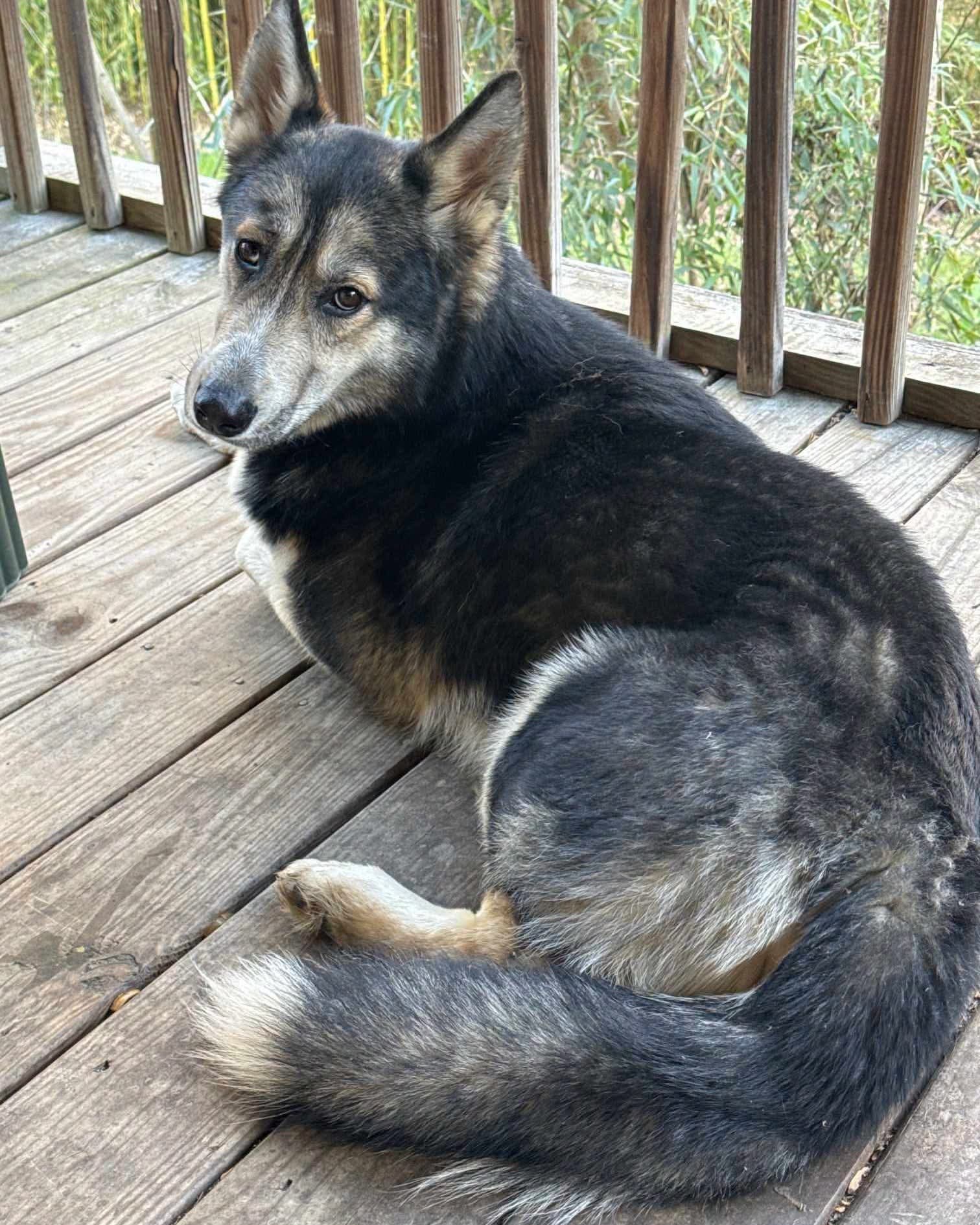 Moses - Husky