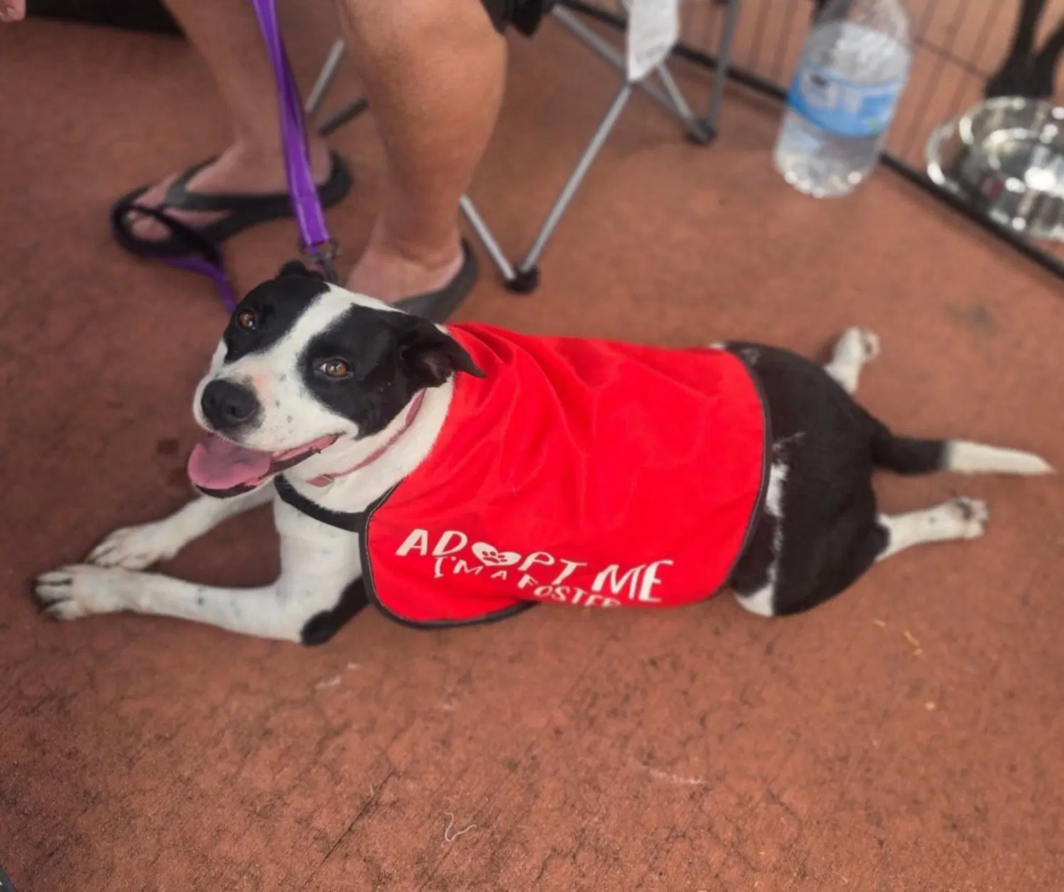 Emily - American Staffordshire Terrier