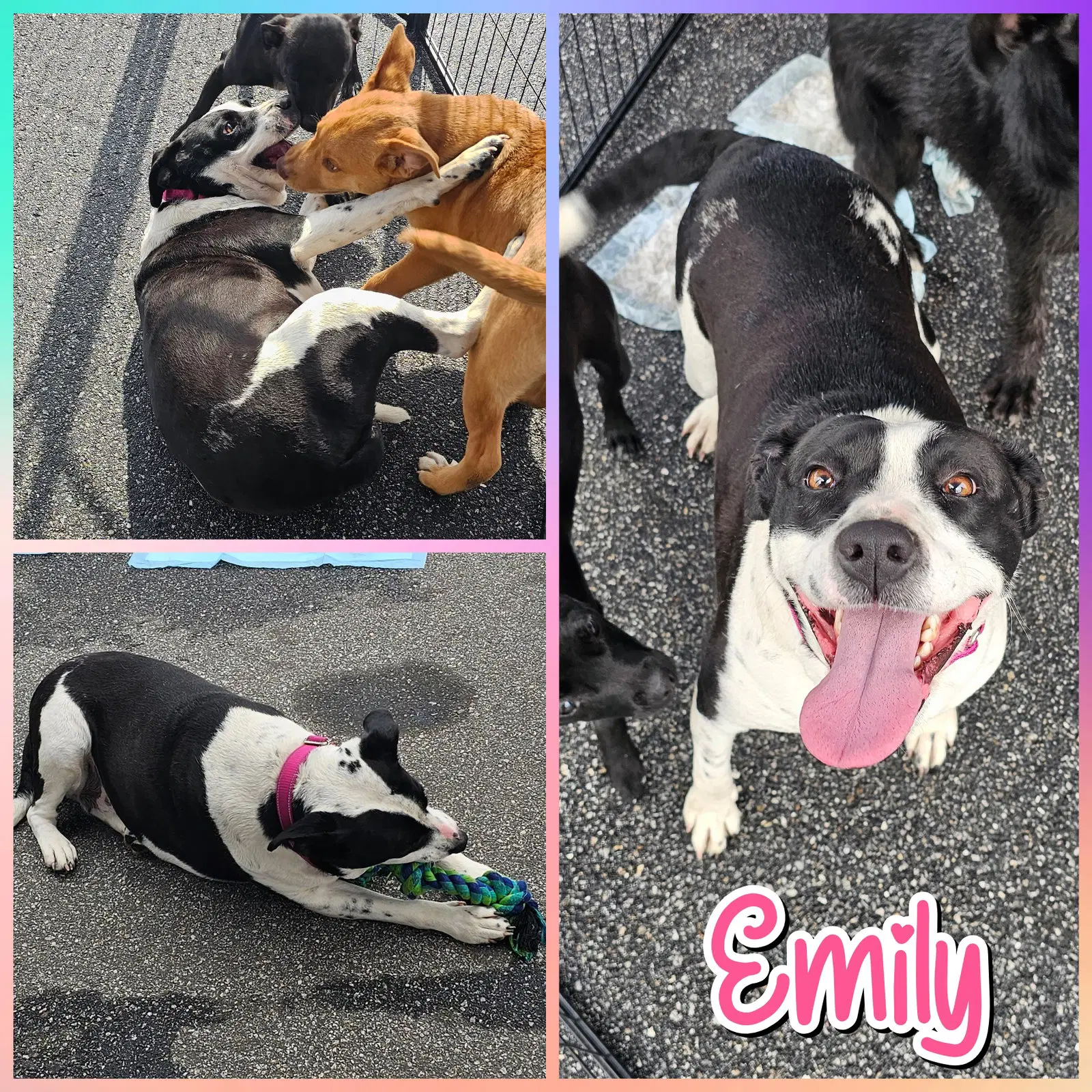 Emily image 3