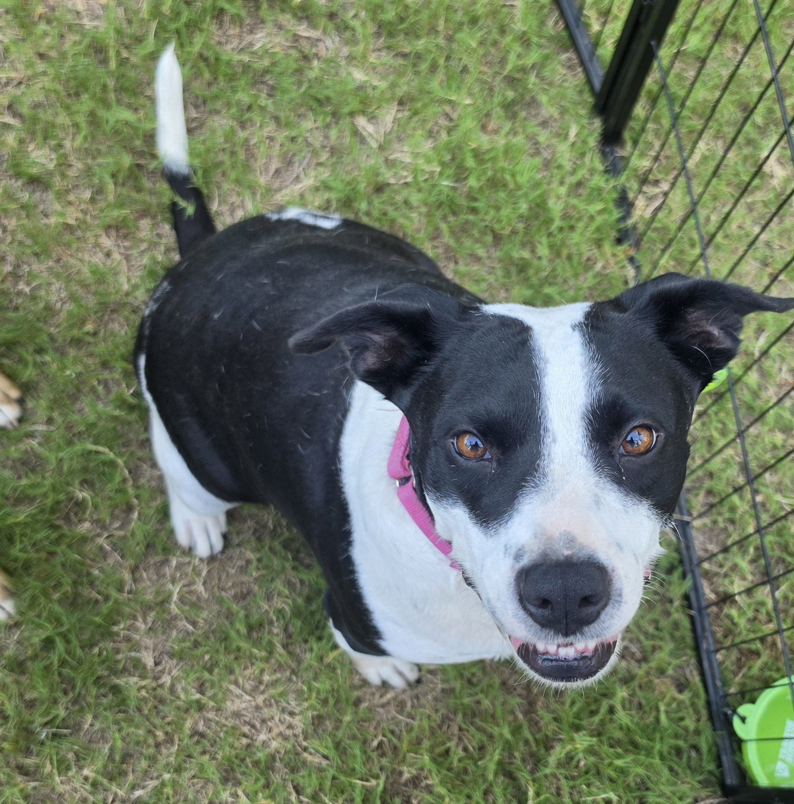 Emily, American Staffordshire Terrier