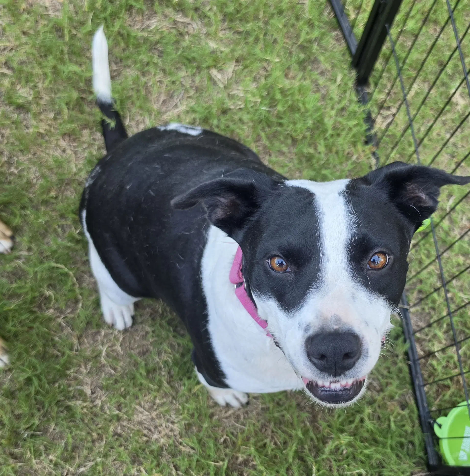 Emily - American Staffordshire Terrier