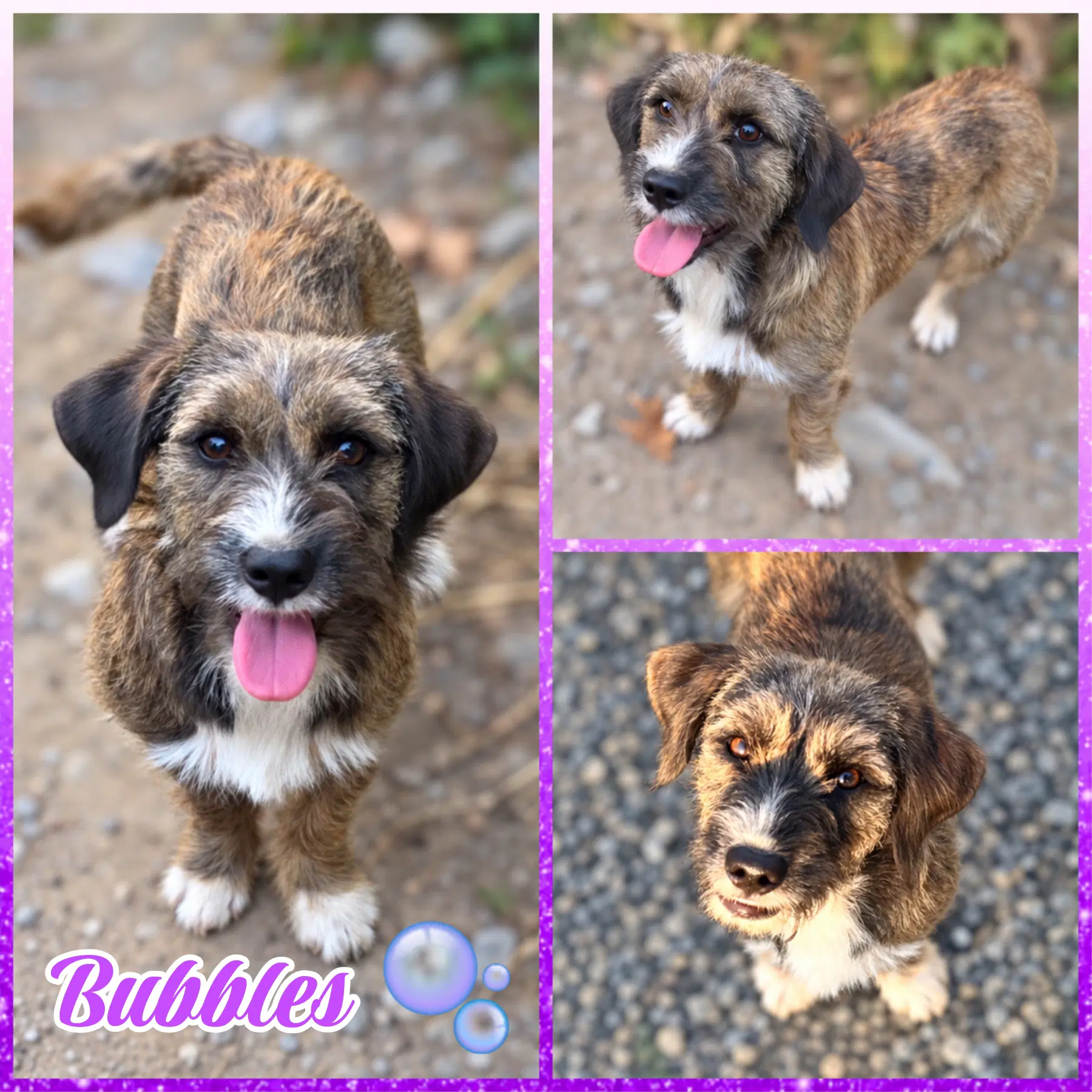 Bubbles - Cairn Terrier