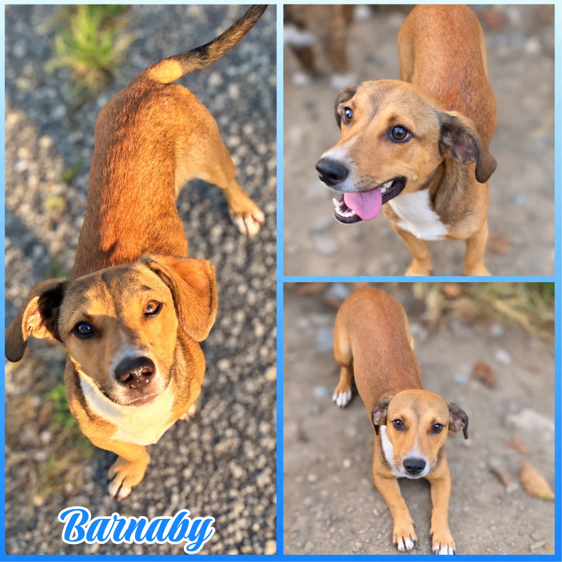 Barnaby - Dachshund