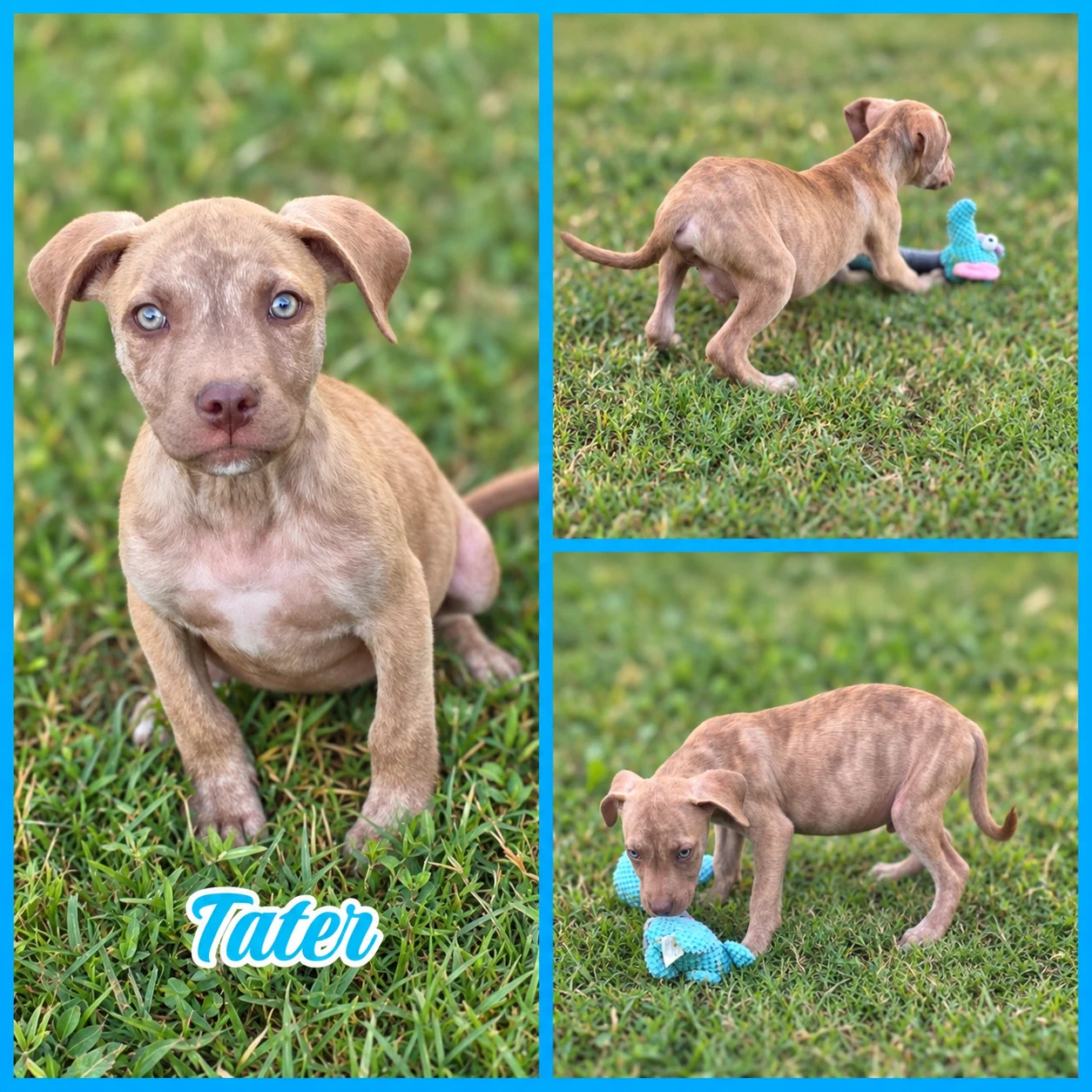 Tater