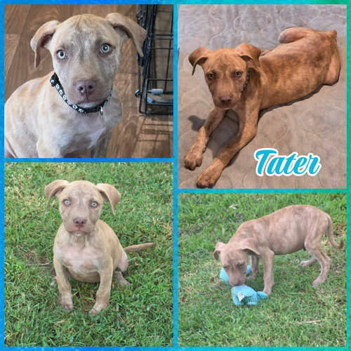 Tater, a dog for adoption from Mercy Rescue Haven