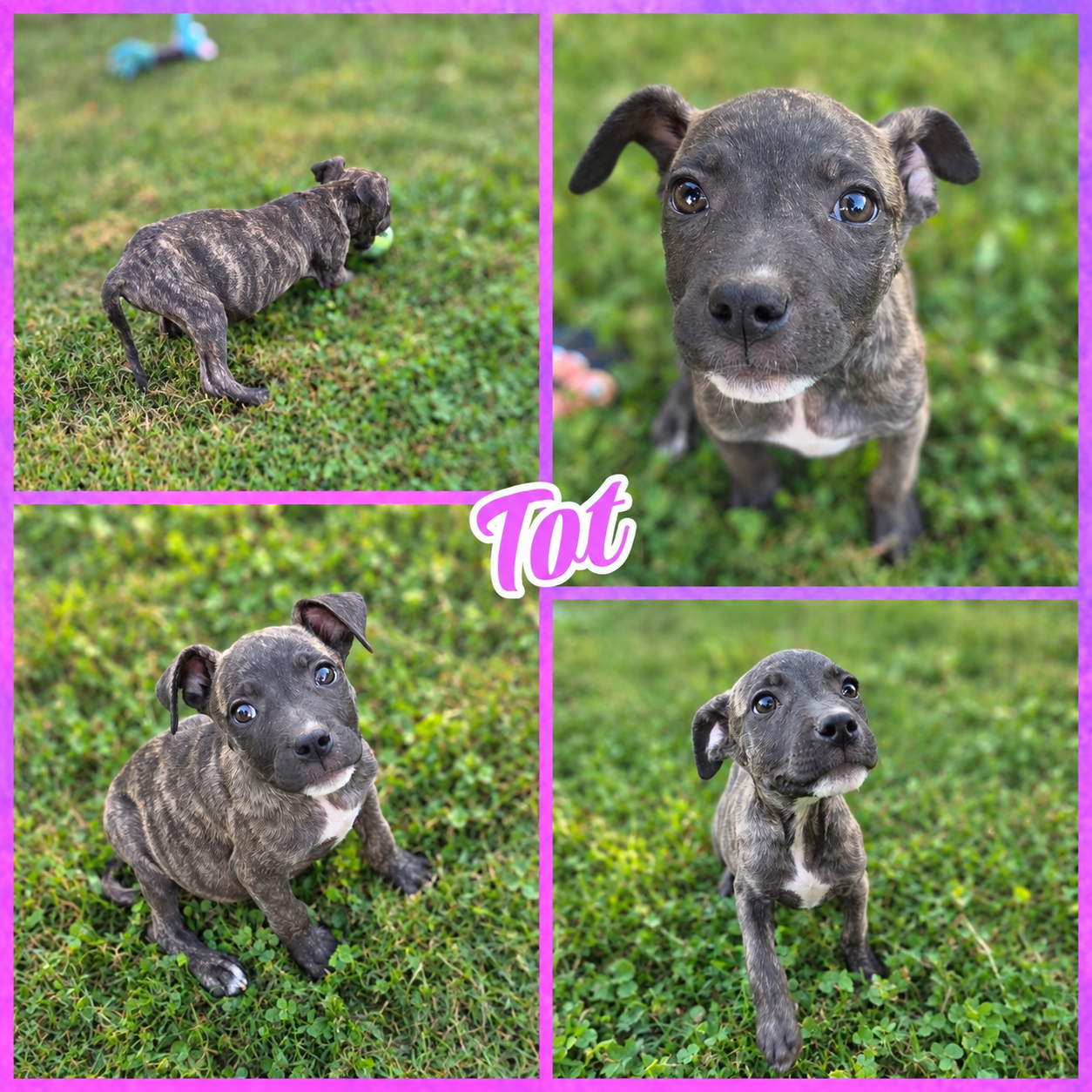 Tot, Pit Bull Terrier