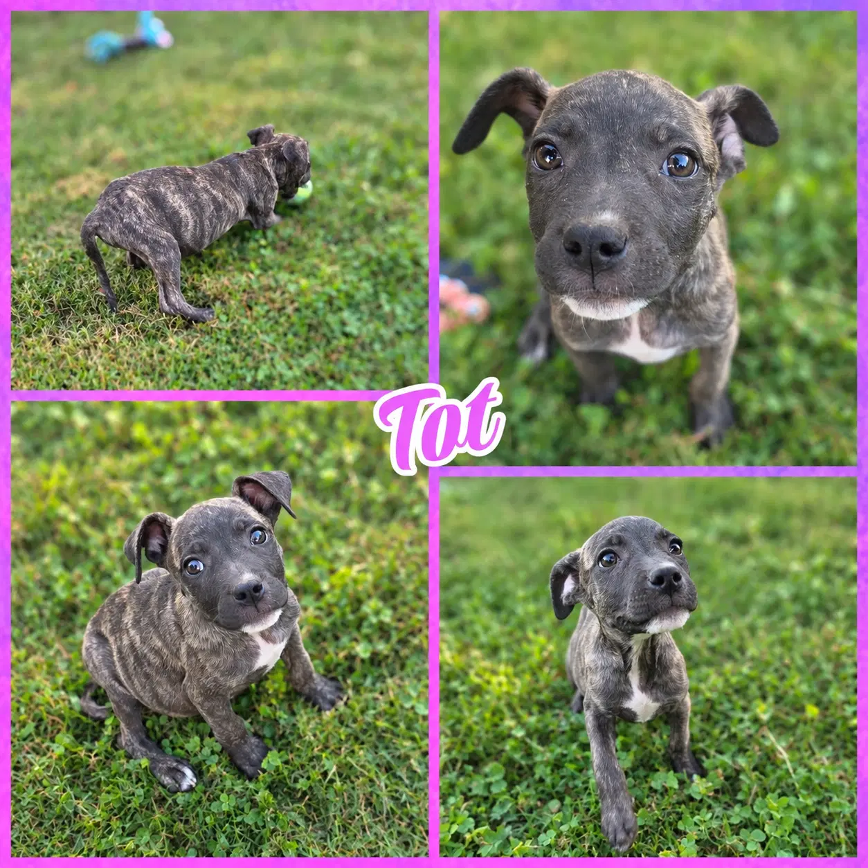 Tot - pit bull mix