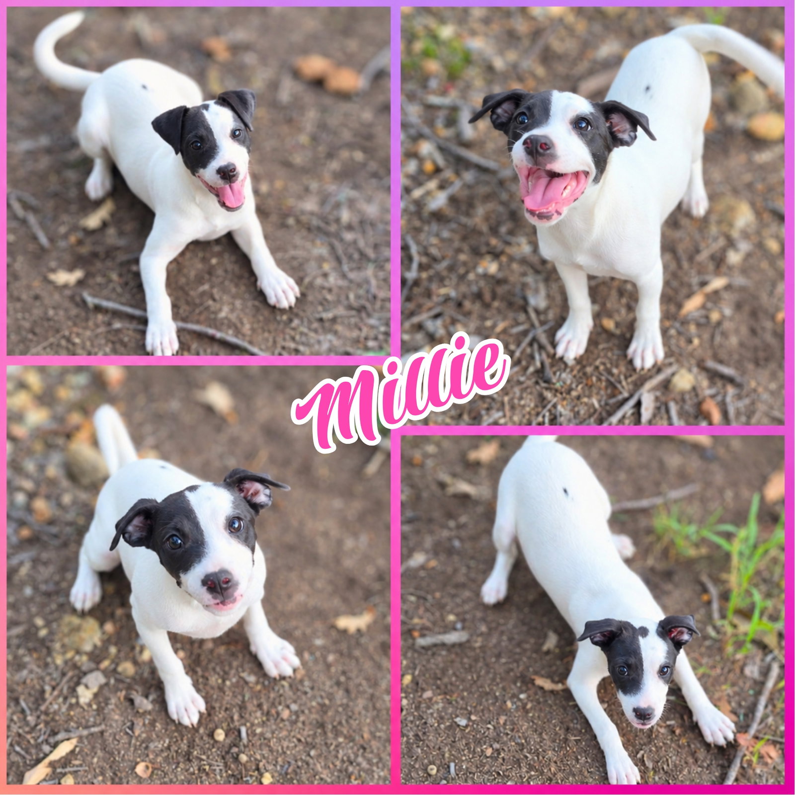Millie, Pit Bull Terrier