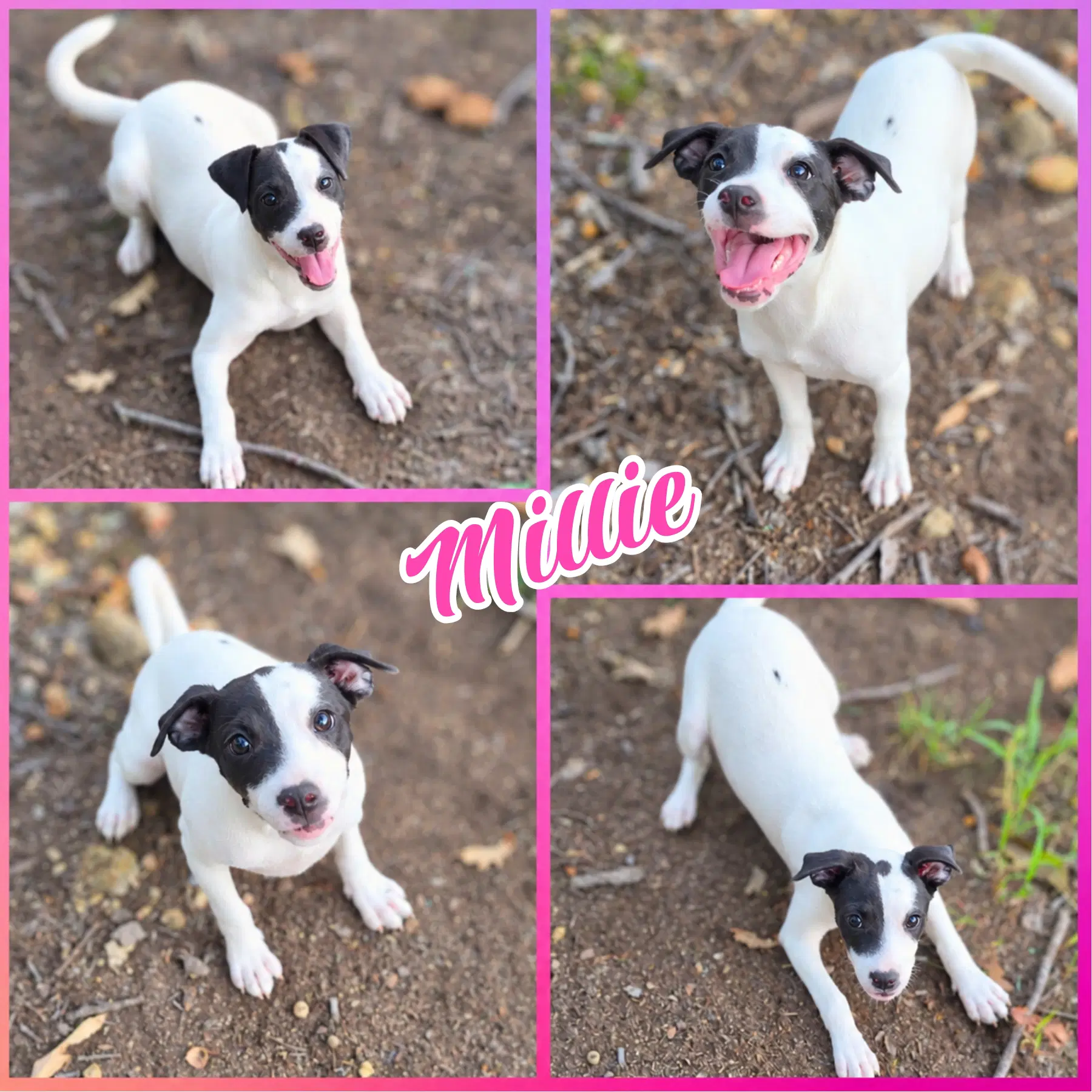 Millie image 1