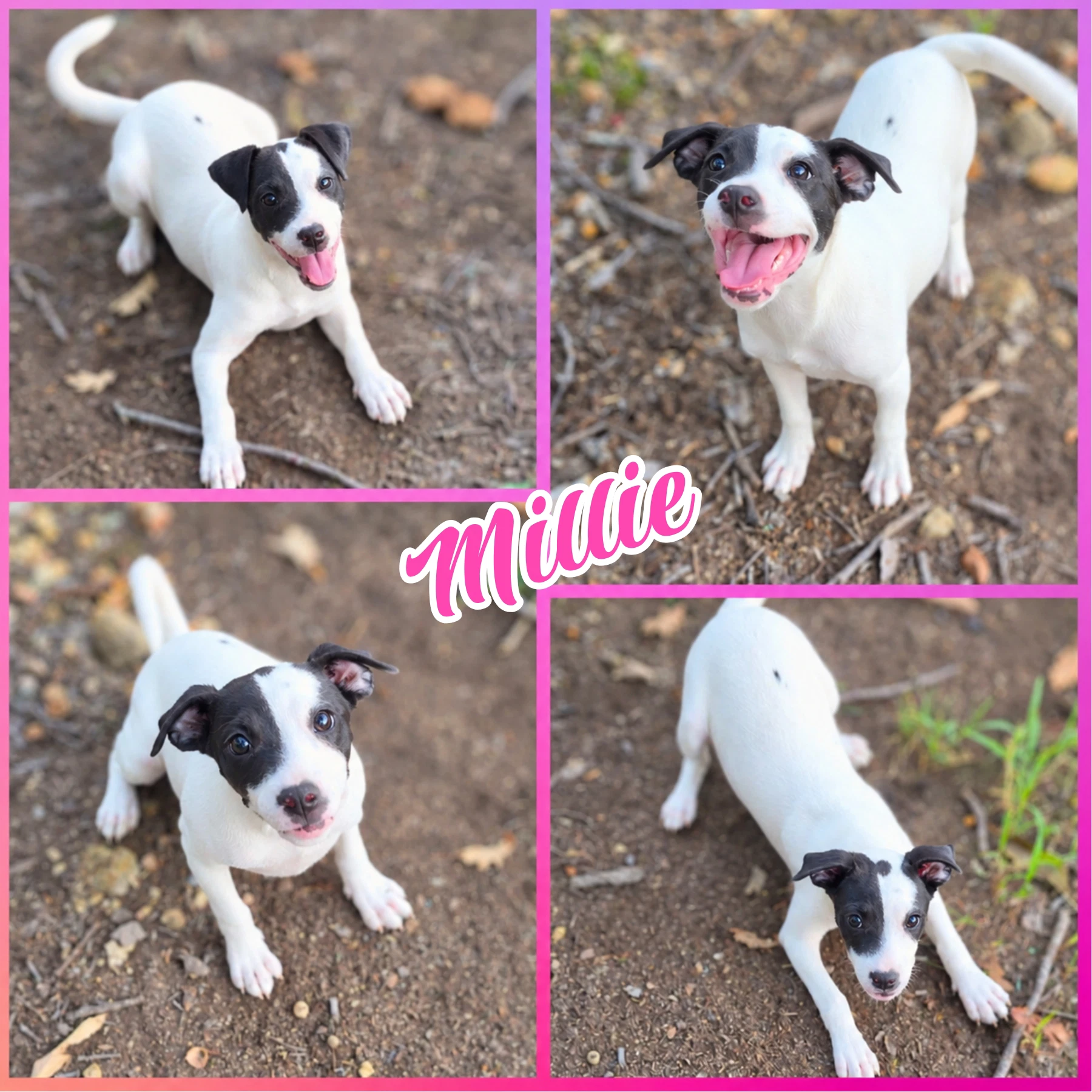 Millie