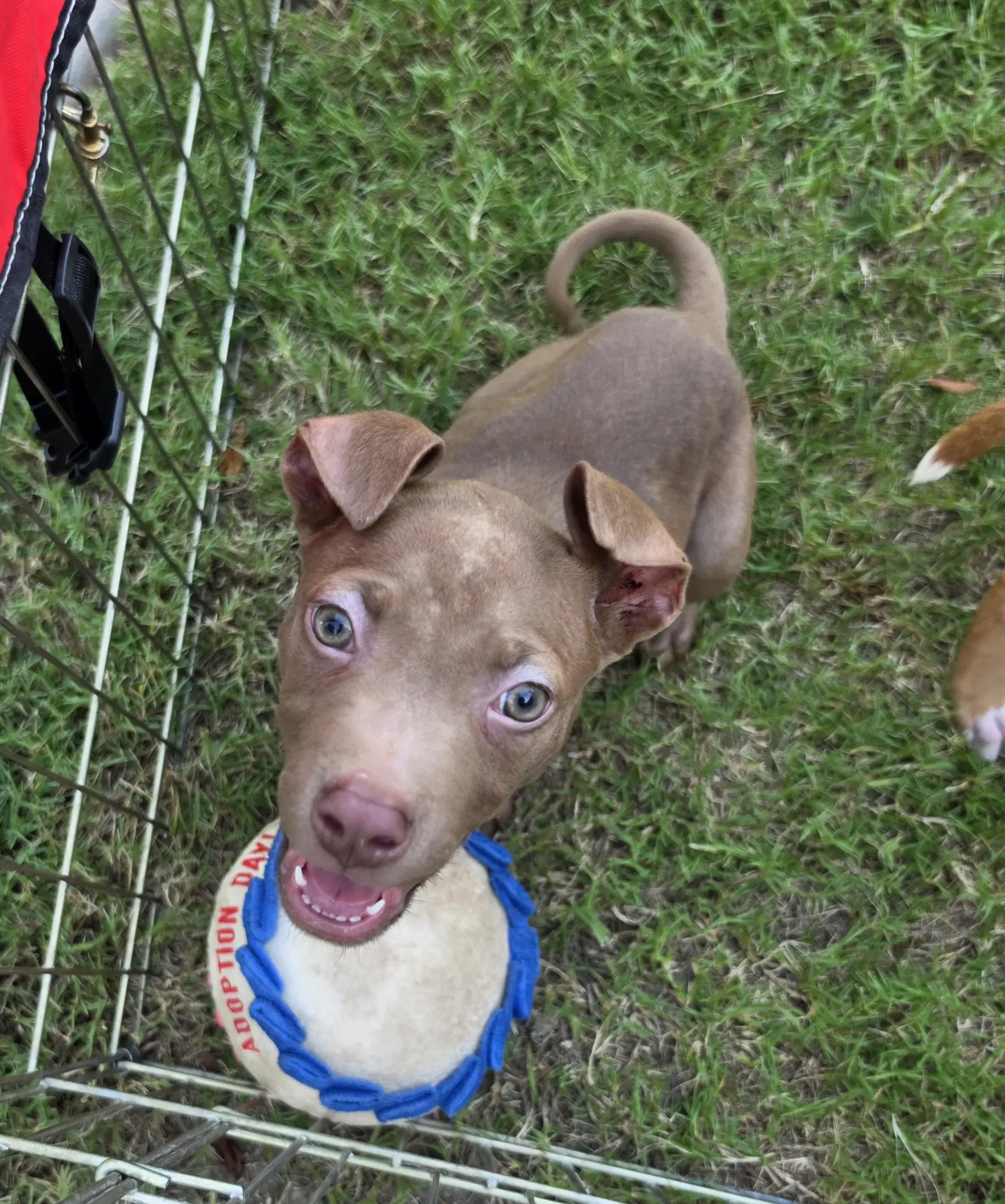 Anita - Pit Bull Terrier