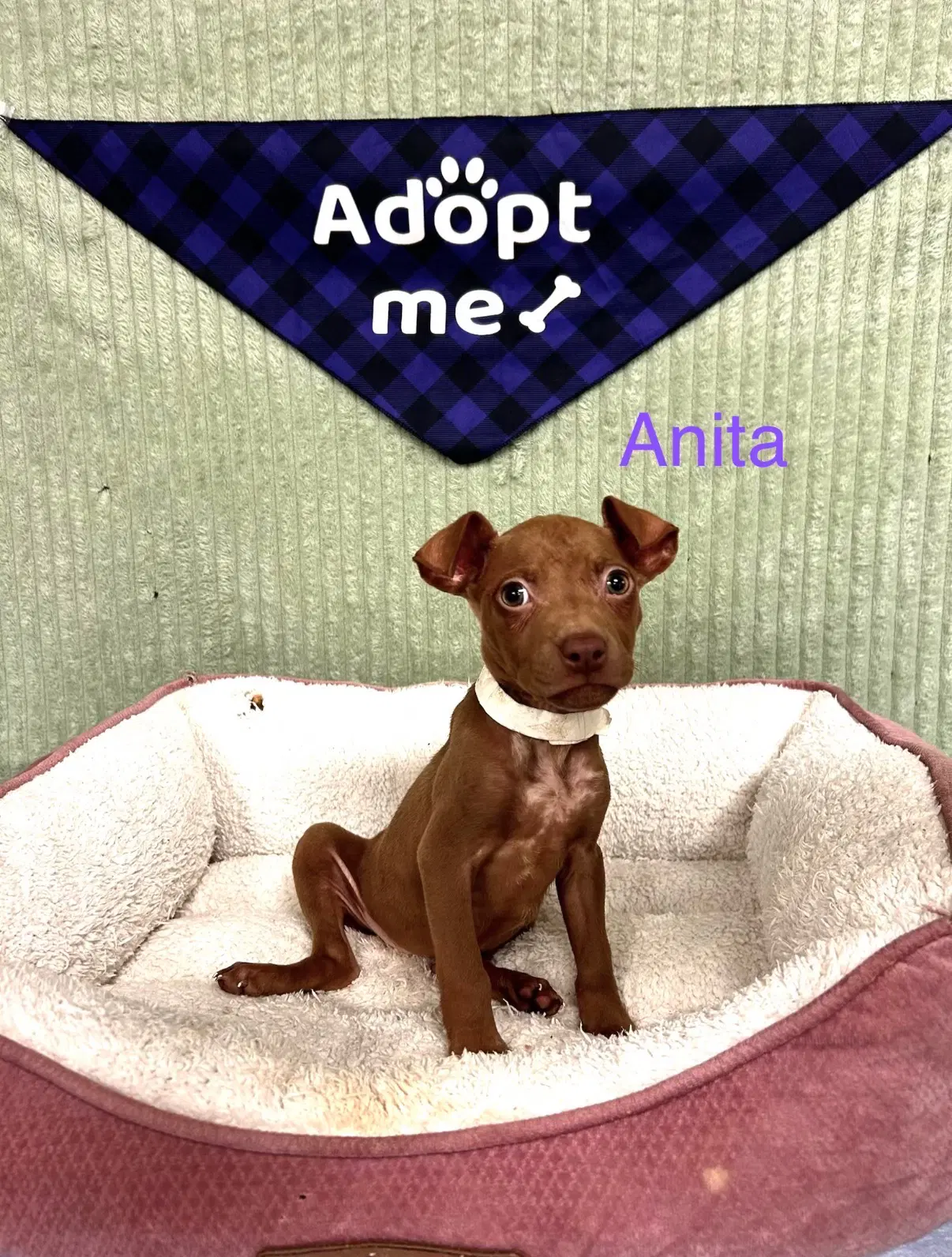 Anita image 2
