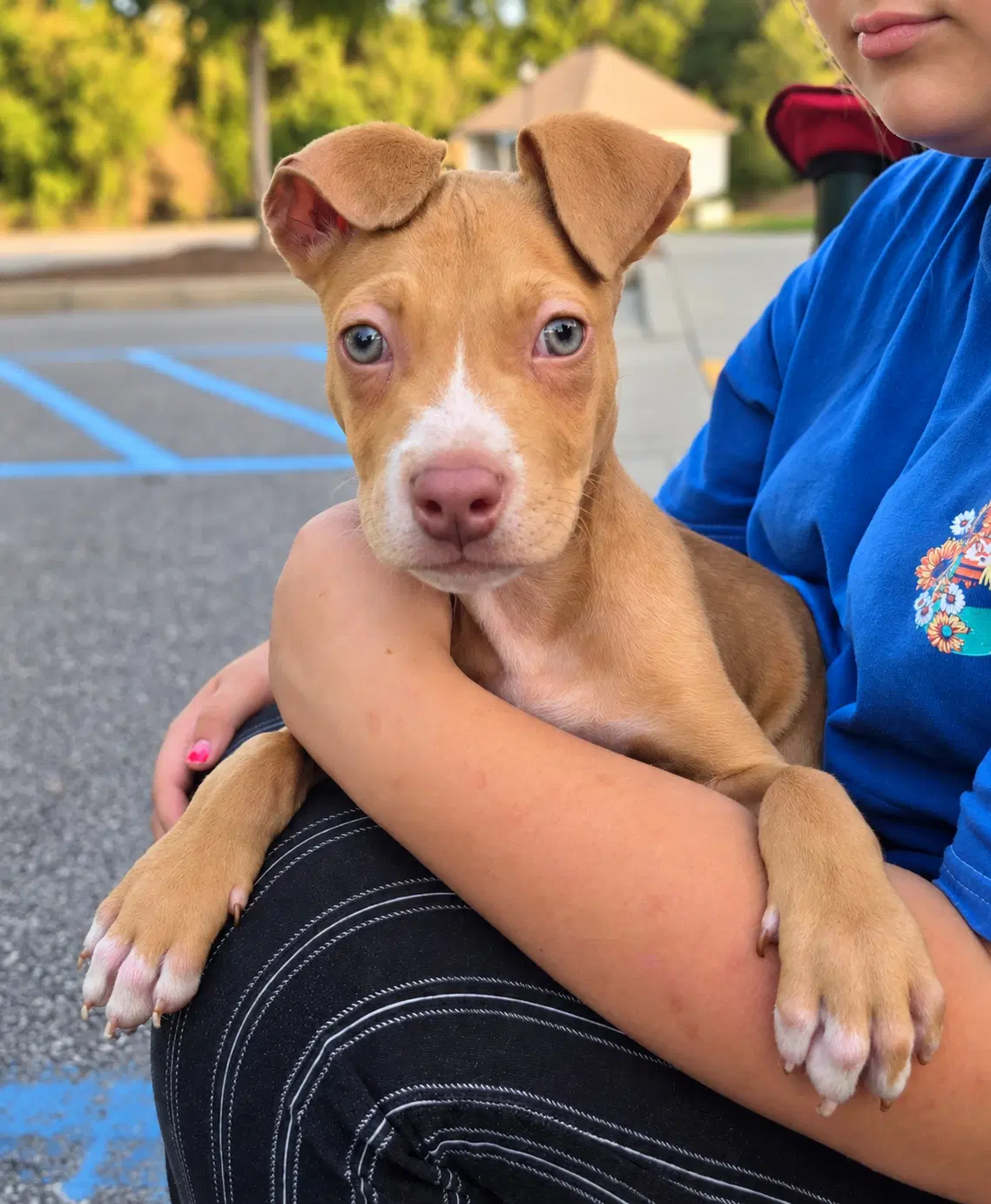 Patch - Pit Bull Terrier