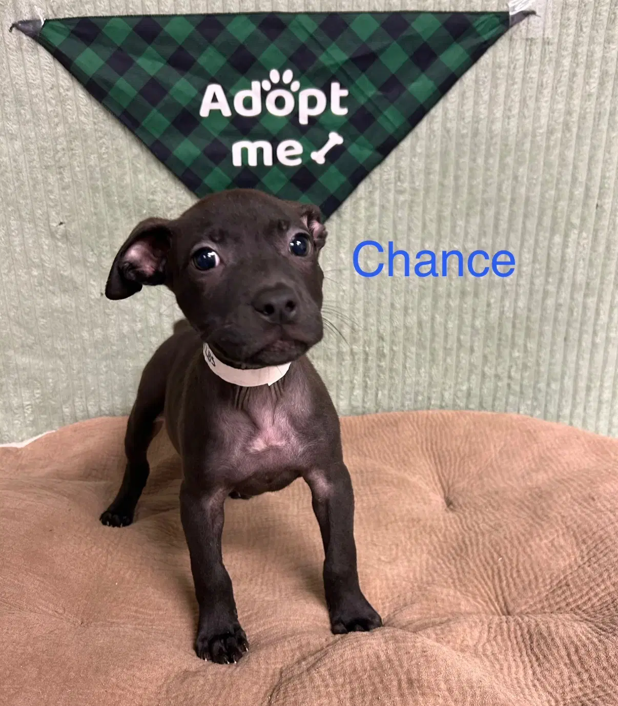 Chance - Pit Bull Terrier