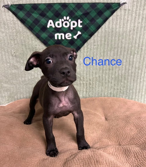 Photo 3 of Chance