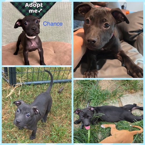 Chance, a dog for adoption from Mercy Rescue Haven