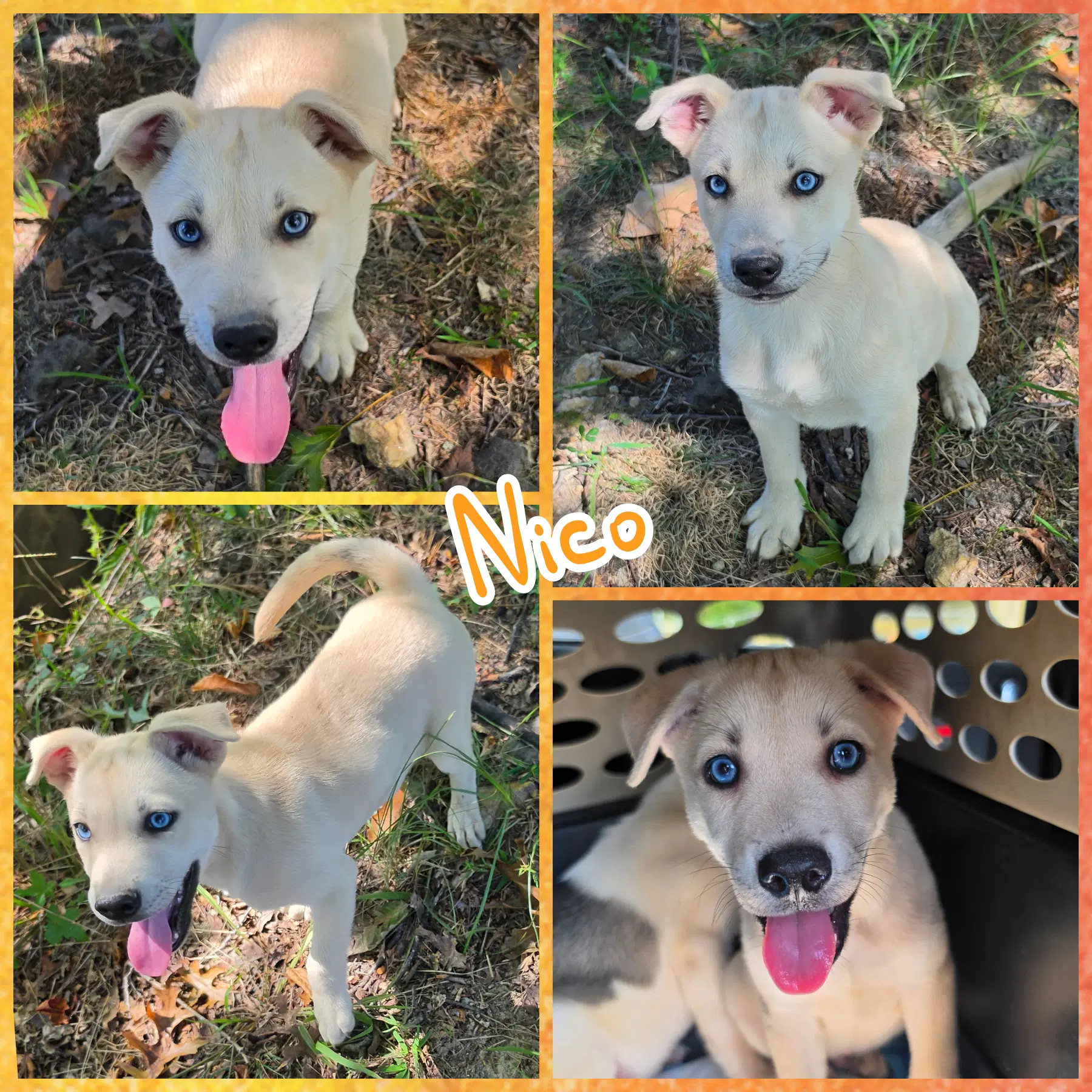 Nico - Husky
