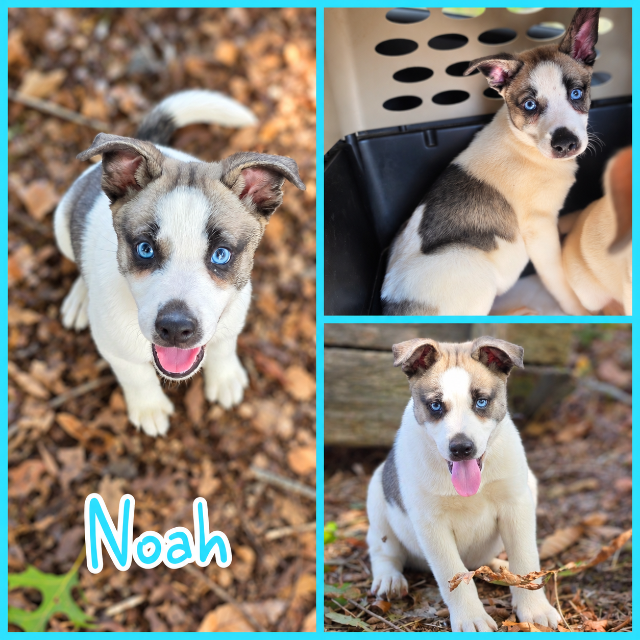 Noah, Husky