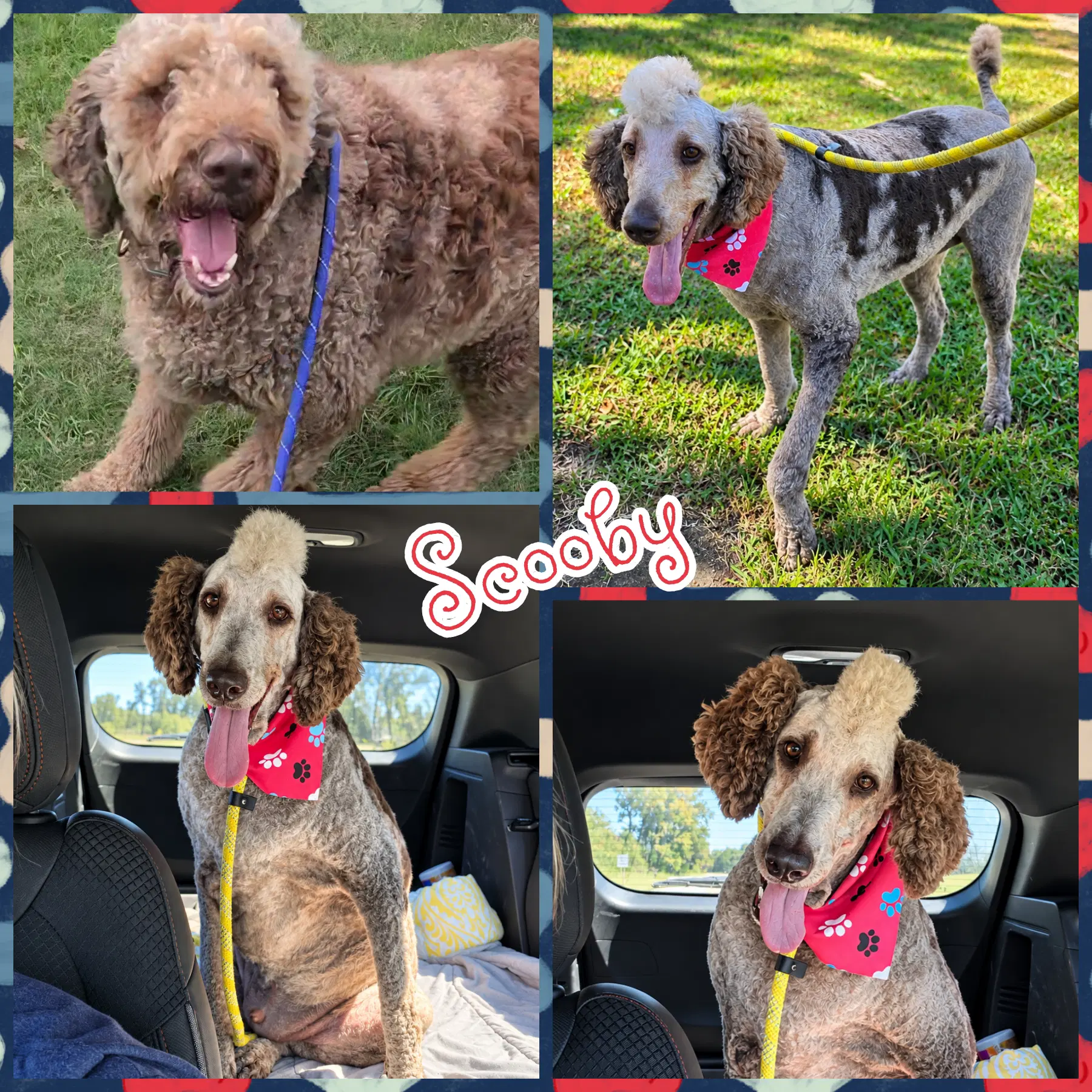 Scooby - Poodle (Standard)
