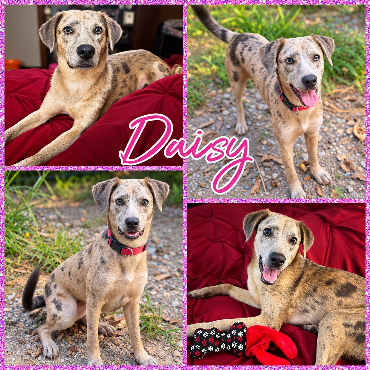 Daisy