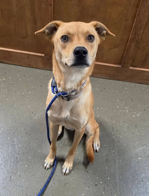 Beauty, a dog for adoption from Mercy Rescue Haven