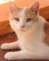 Oscar - Photo 1