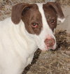 Oliver - Photo 1